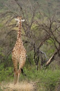giraffe (16)